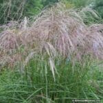 maiden-grass-morning-light