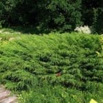 russian-arborvitae
