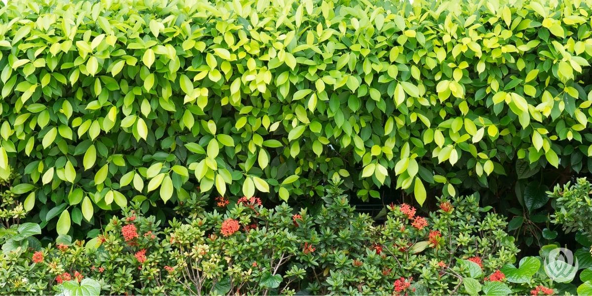 privacy-landscaping-ideas