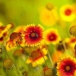 beneficial-Insects-coreopsis