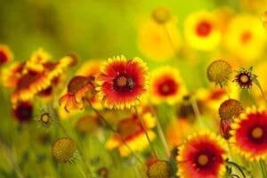 beneficial-Insects-coreopsis