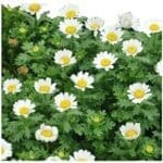 beneficial-Insects-daisies