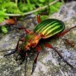 beneficial-insects-gold-ground-beetle