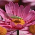 beneficial-insects-green-lacewings