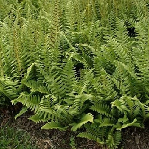 shade-plants-christmas-fern