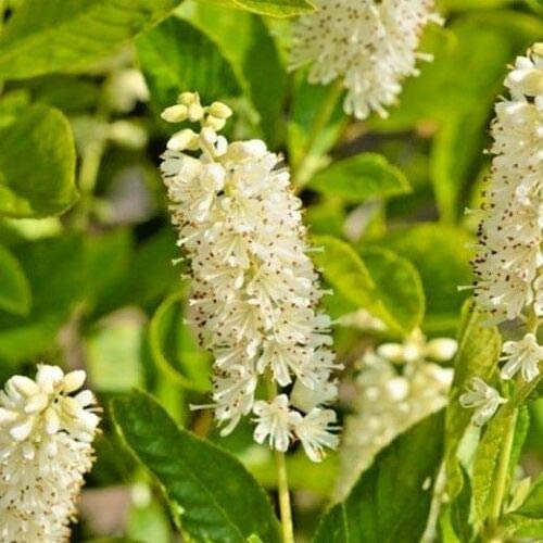 shade-plants-sweet-pepperbush