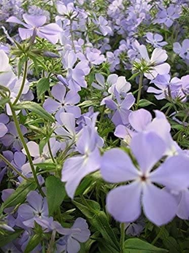 shade-plants-wild-blue-phlox