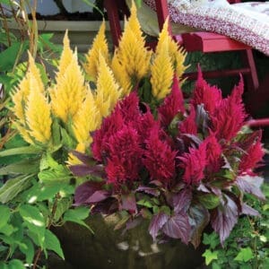 celosia-Fall-Décor-Outdoor-Living-Spaces