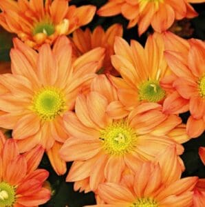 mums-Fall-Décor-Outdoor-Living-Spaces