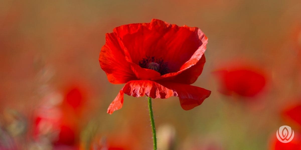 memorial-day flower