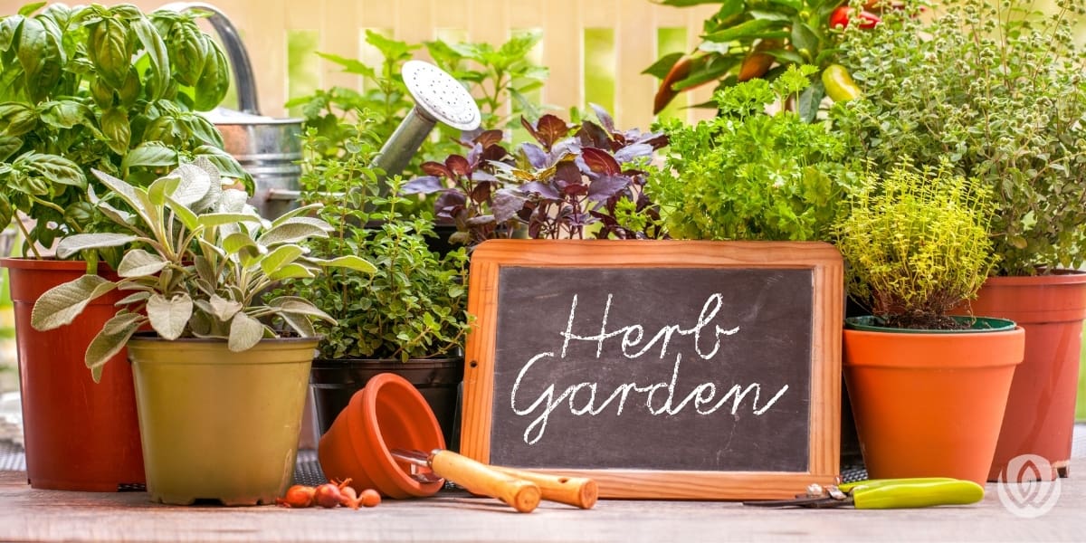 herb-garden