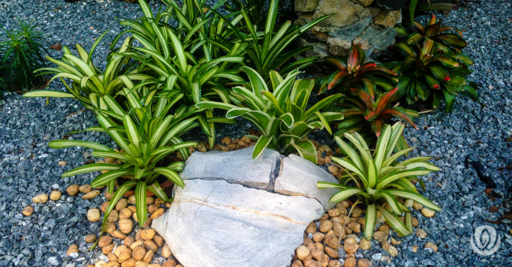 plants in rock garden