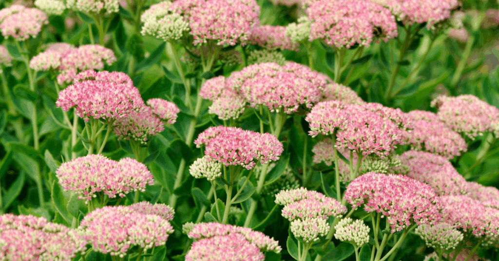 Sedum plant with pink flowers and succulent leaves