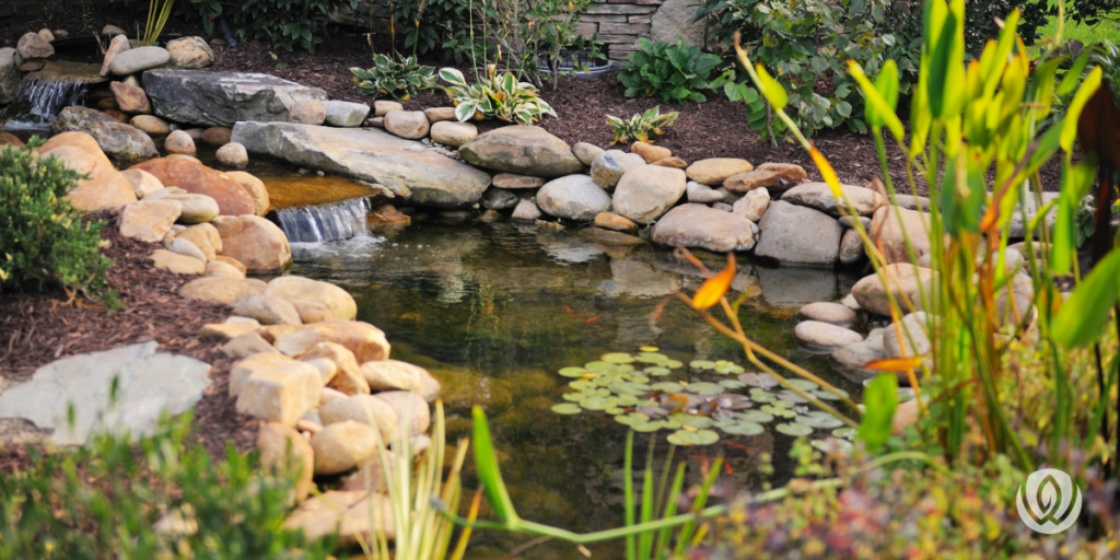 backyard koi pond