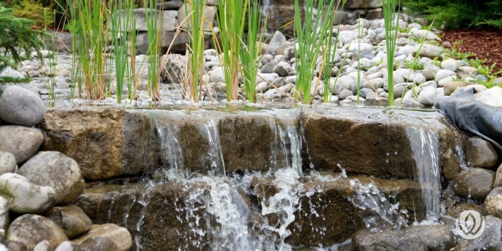 Close-up of a bubbling fountain water feature surrounded by tall green aquatic plants and natural stone